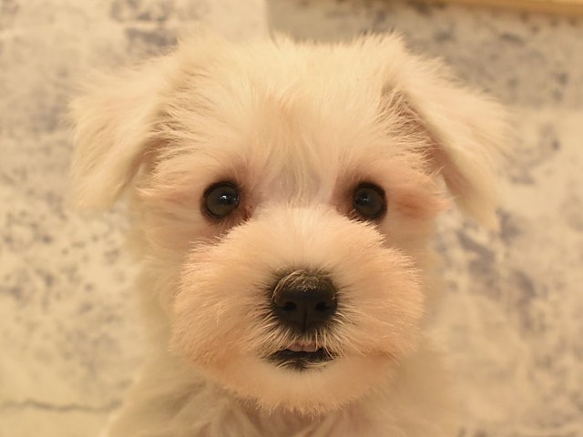 千葉県のミニチュアシュナウザー (ペッツワン幕張店/2024年3月13日生まれ/女の子/ホワイト)の子犬